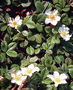 Coastal Strawberry picture
