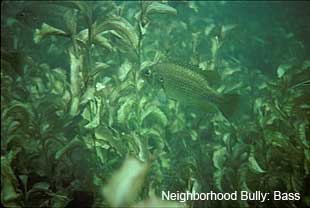 Neighborhood bully: bass