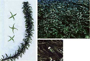 Pictures of Brazilian elodea (Egeria densa)