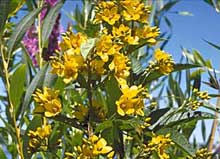 Yellow loosestrife invasive weed