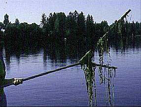 Weed cutter picture
