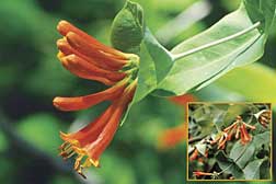 Western Trumpet Honeysuckle picture